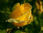 YELLOW IS THE ROSE