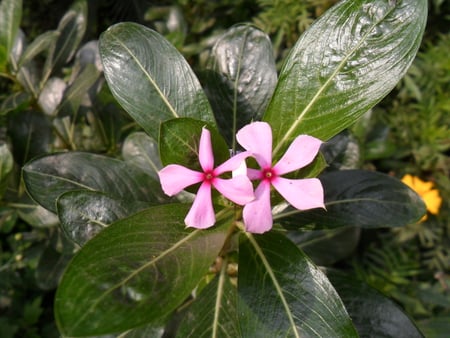 pink flower - flower, pink, leaf, green