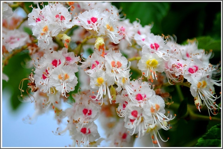 Chestnut flowers - white, chestnut flowers, pink, beautiful, spring, sweet, nature, green