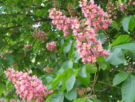 Chestnut flowers - chestnut flowers, pink, beautiful, nature, green