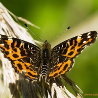 Butterfly for my dear friend Cherie ( Monarch )