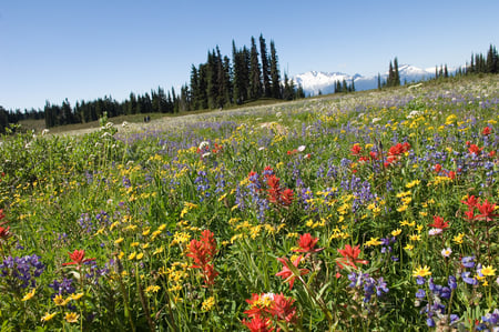 Field Of Flowers - nature, wild, colors, field, flowers