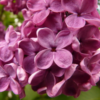 LOVELY LILACS