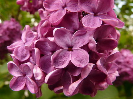 LOVELY LILACS - pretty, plants, flowers, lilacs