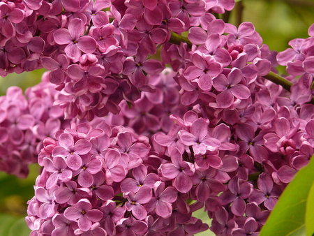 BEAUTIFUL LILACS