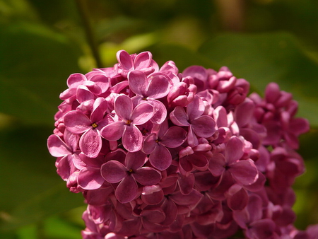 BEAUTY OF SPRING - flowers, beautiful, spring, pretty