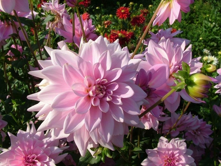 Flowers for my dear friend Anne (Talana ) - nature, dahlia, gift, pink, flowers, friend