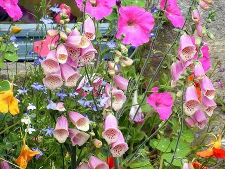 FOX GLOVES, PETUNIAS - flowers, garden, spring, pretty