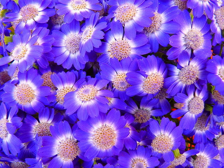 PURPLE HAZE - plant, purple, flowers, pretty