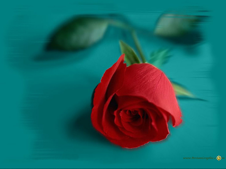 red rose - rose, flower, nature, red