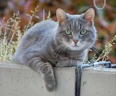 tomcat - cat, animals, eyes, green, pets