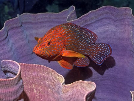 Spotted_Fish - spotted, picture, fish, beautiful