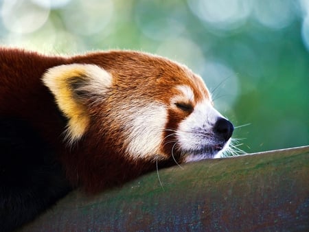 Red Panda - red, panda, cute, picture