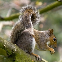 Squirrel-on-Tree