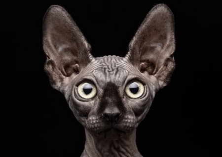 A Face only a Mother could Love - ears, sphynx, wrinkles, grey, hairless, eyes, cute