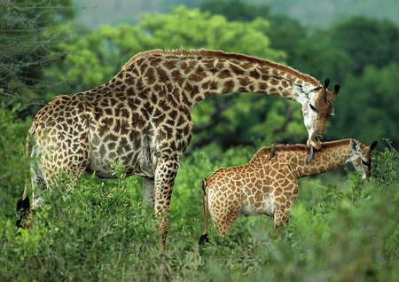 Wild Giraffes - picture, giraffes, wild, beautiful