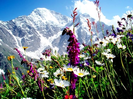 Spring flowers - nice, sky, spring, mountainscape, pretty, clouds, daisies, snowy, fresh, mountain, day, lovely, bright, nature, snow, beautiful, flowers