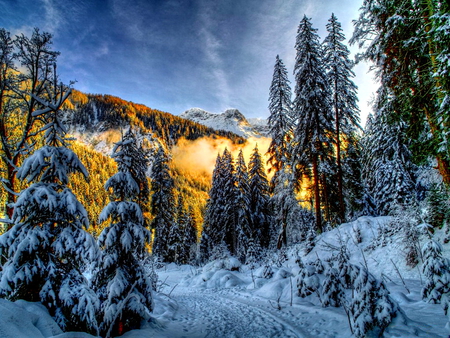 Winter fire - clouds, trees, winter, snow, sunrise, glow, sunset, nature, fire, cold, frost, golden, day, sky