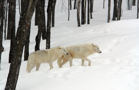 White Arctic wolves - winter, snow, arctic, wild, animals, wolves