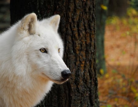 White beauty - wolf, animal, arctic, wild, nature