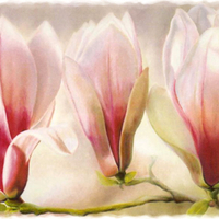 Magnolias 1