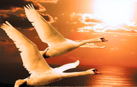 Fly away with me - clouds, swans, sunset, water, flight, orange sky