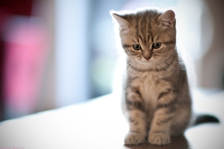 a_new_day - nice, cute, cat, kitten