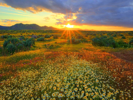 Morning glow - clouds, sunlight, sunflowers, sundown, sunshine, daisies, glow, sunset, nature, sunrisre, field, sun, sky