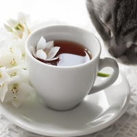 Tea for Joanne's kitty