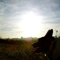 Dog Setting Sun