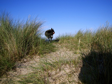 Dog waiting - dunes, grass, path, dog