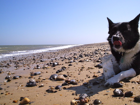 Rest time - timeout, dog, pebbles, rest, sea, sand