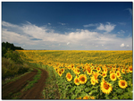 A FIELD OF SUNFLOWERS