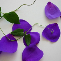 PURPLE PETALS