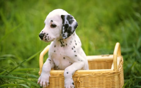 Dalmatian puppy - puppy, dalmatian, dog, funny, basket, grass