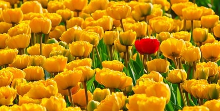 STANDING ALONE - alone, red, tulips, field, yellow