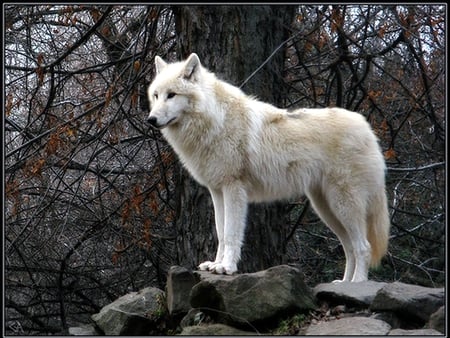 Arctic beauty - nordic, white, animal, wolf