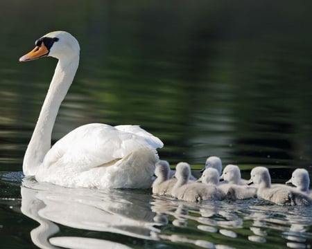 Mother Swan - chicks, swan, family, water, swim