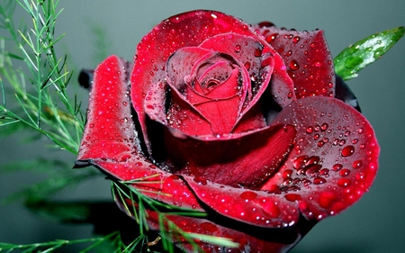 Dewy Rose(for Luiza) - dewy, sign, water, nature, red, rose, love, flower