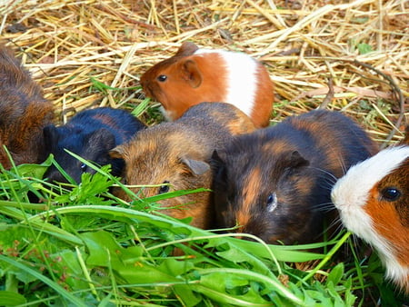 GUINEA PIGS