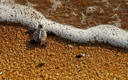 Adventure of a lifetime begins... - turtle, beach, sea, live, ocean, sand, life, begins, lifetime, adventure, animals, frog