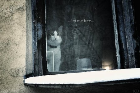 Let me free - in, nice, prison, cat