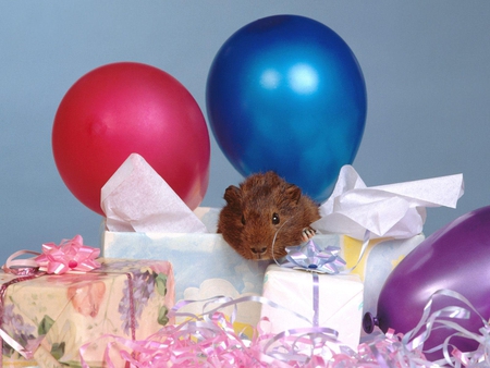 Hammy's Birthday - guinea pig, balloons, birthday, presents