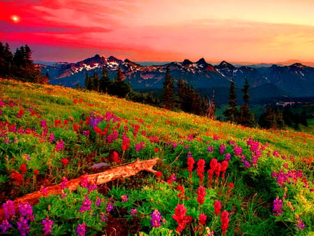 Floral field at sunset - nice, slope, sky, sunset, field, purple, pretty, clouds, hill, mountain, summer, lovely, nature, red, beautiful, refreshing, flowers