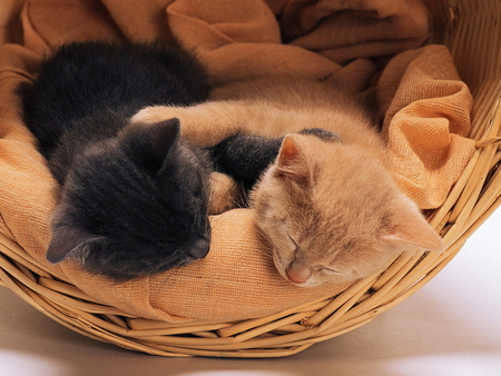 Cute kittens in a basket - baby, cat, animal, basket, kitten