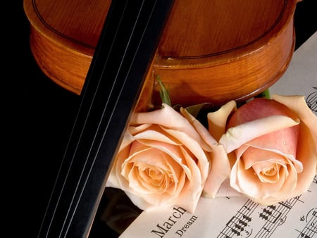 I love music - music, violin, photography, note, rose