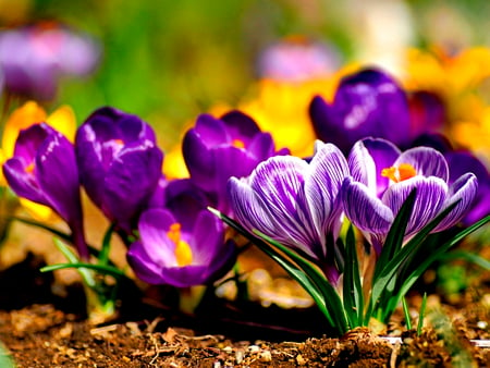 Spring beauty - pretty, beautiful, flowers, spring, fresh, nice, lovely, nature, crocus