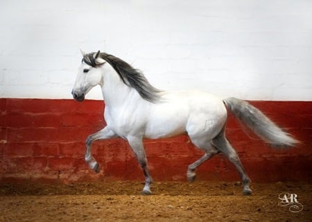 Smart Grey - spanish, grey, horses, andalusian