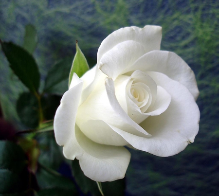 White Rose - rose, white, green, beautiful