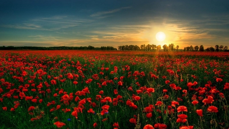 Red flower garden - red, garden, field, nature, sunrise